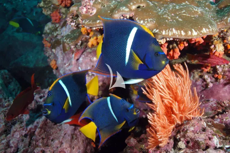 THE MAJ OCEANIC, photos 1